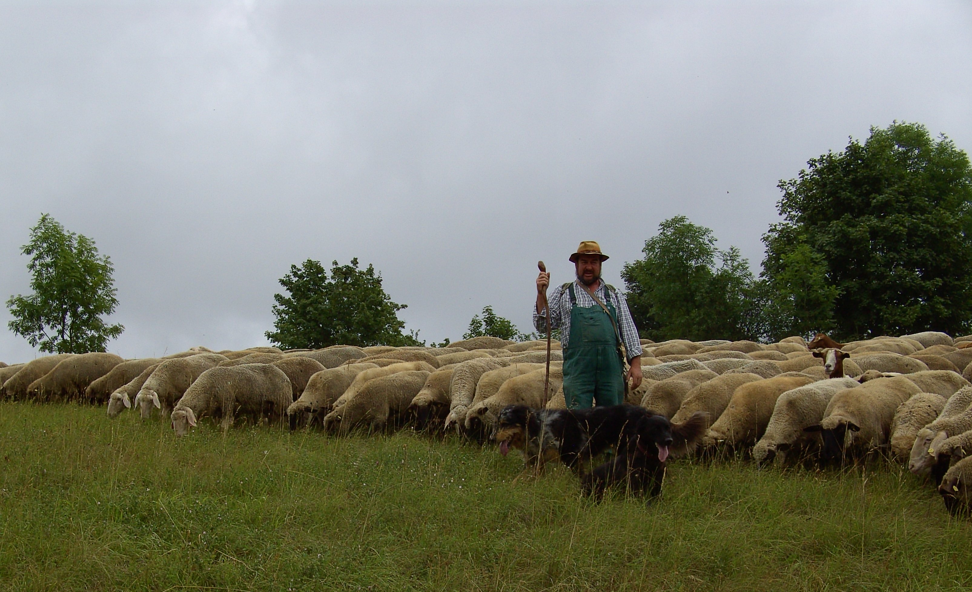 Schäfer mit Schafherde und Hunden