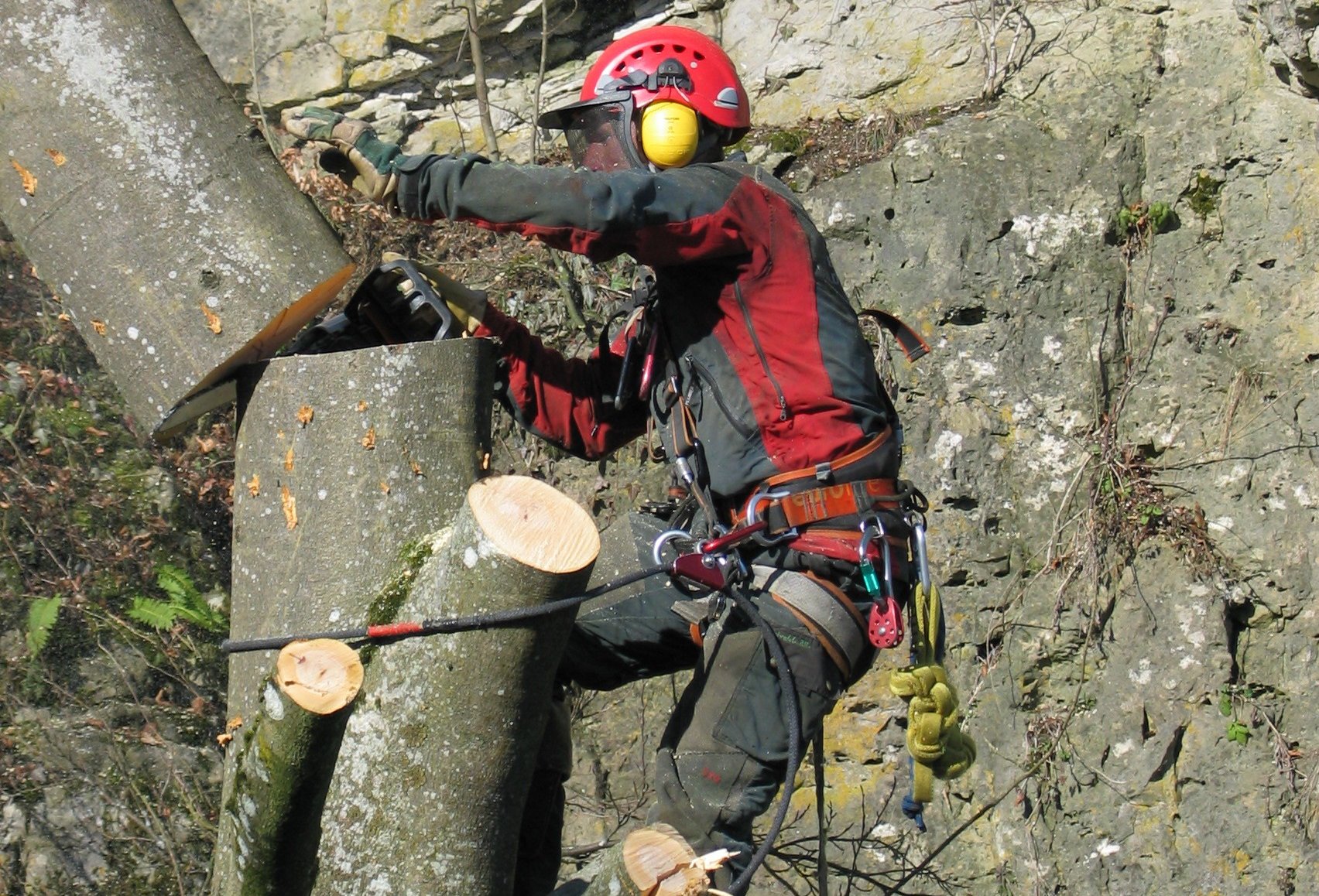 Mann fällt einen Baum